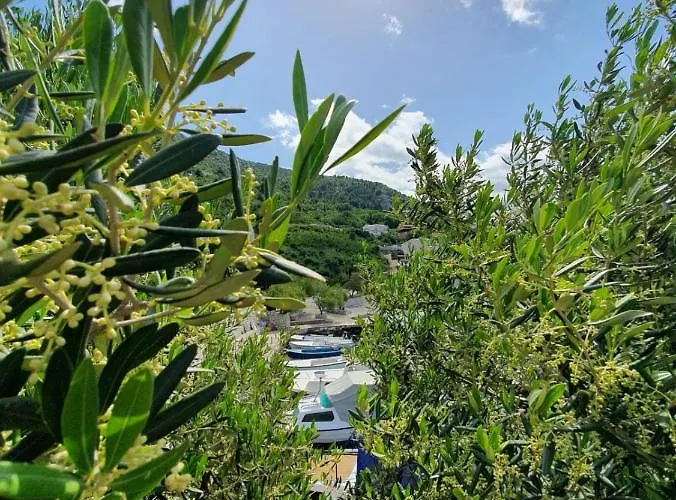 فيلة Seaview بلوتشي